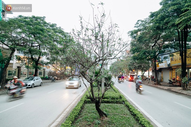 Chùm ảnh: Hoa đào đã nở đỏ rực trên những tuyến phố Hà Nội, Tết đã đến rất gần rồi! - Ảnh 1.