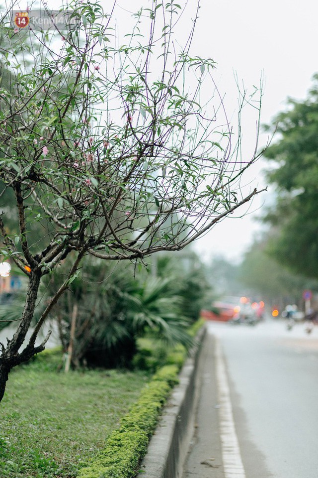 Chùm ảnh: Hoa đào đã nở đỏ rực trên những tuyến phố Hà Nội, Tết đã đến rất gần rồi! - Ảnh 3.