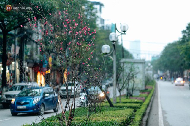 Chùm ảnh: Hoa đào đã nở đỏ rực trên những tuyến phố Hà Nội, Tết đã đến rất gần rồi! - Ảnh 4.