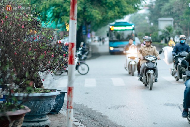 Chùm ảnh: Hoa đào đã nở đỏ rực trên những tuyến phố Hà Nội, Tết đã đến rất gần rồi! - Ảnh 5.