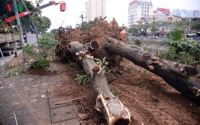 Ngày đêm chuyển cây, xén giải phân cách mở rộng vành đai 2, 3 ở Hà Nội - Ảnh 7.