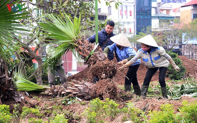 Ngày đêm chuyển cây, xén giải phân cách mở rộng vành đai 2, 3 ở Hà Nội - Ảnh 8.