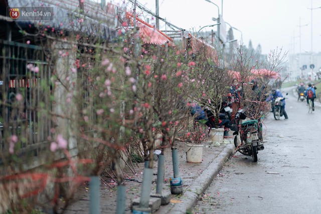 Chùm ảnh: Hoa đào đã nở đỏ rực trên những tuyến phố Hà Nội, Tết đã đến rất gần rồi! - Ảnh 8.