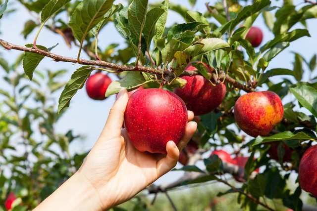 Ăn thực phẩm hữu cơ có thể ngăn ngừa ung thư hay không? Câu trả lời khiến nhiều người bất ngờ - Ảnh 4.