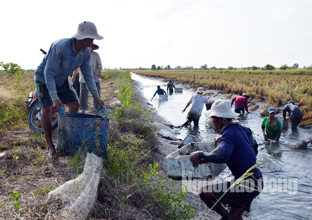 Cận Tết, về Cà Mau xem người dân quậy bùn bắt tôm càng xanh - Ảnh 5.