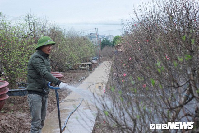  Dân làng Nhật Tân xây phòng riêng, lắp điều hòa cho đào bung nở đúng dịp Tết Nguyên đán - Ảnh 1.