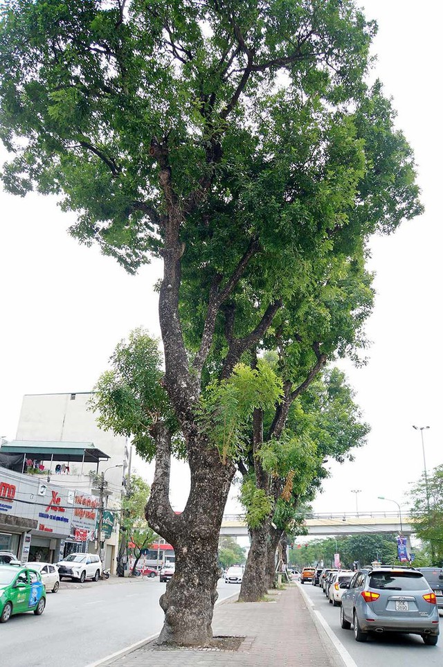 500 cây xà cừ hàng chục năm tuổi trước ngày chặt hạ - Ảnh 11.