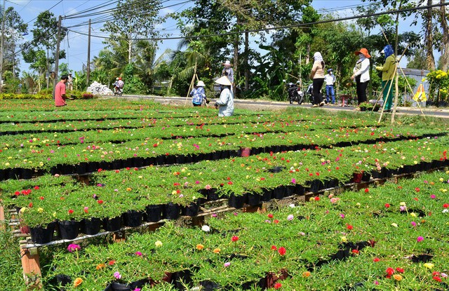 Chạy “nước rút” cho mùa hoa Tết - Ảnh 12.