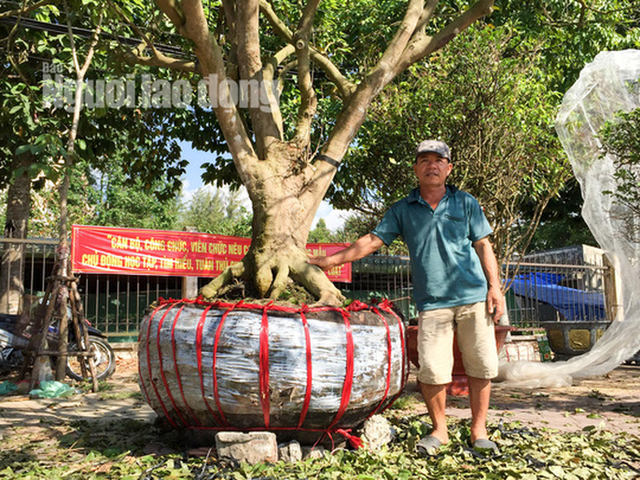 Phát mê với “cụ” mai trăm tuổi giá 3 tỉ đồng - Ảnh 1.