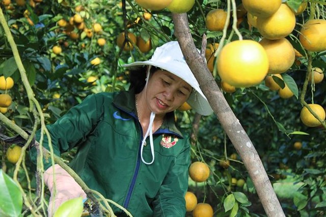 Những rừng cam thu tiền tỷ mỗi dịp Tết ở Hà Tĩnh - Ảnh 15.