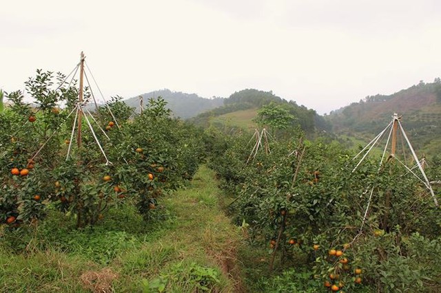 Những rừng cam thu tiền tỷ mỗi dịp Tết ở Hà Tĩnh - Ảnh 3.