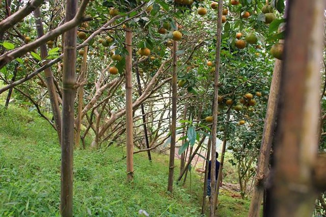 Những rừng cam thu tiền tỷ mỗi dịp Tết ở Hà Tĩnh - Ảnh 5.