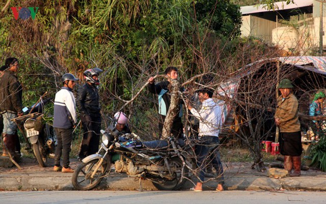 Ảnh: Đào rừng Tây Bắc ngập tràn trên phố núi Lai Châu - Ảnh 6.