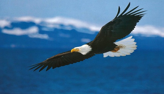 Nếu đ&atilde; l&agrave; Đại b&agrave;ng, cần g&igrave; quan t&acirc;m tới c&aacute;i nh&igrave;n của Chim sẻ? Người kh&ocirc;n ngoan n&ecirc;n tự biết bản th&acirc;n cần g&igrave; - Ảnh 1.