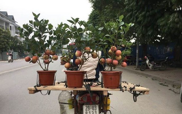 Khách hàng ngã ngửa khi táo bonsai nở hoa... râm bụt - Ảnh 1.