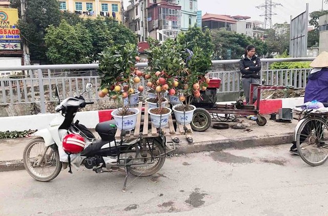 Khách hàng ngã ngửa khi táo bonsai nở hoa... râm bụt - Ảnh 5.