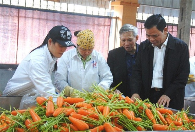 Hỗ trợ nông dân Hải Dương thoát cảnh cà rốt được mùa mất giá - Ảnh 1.