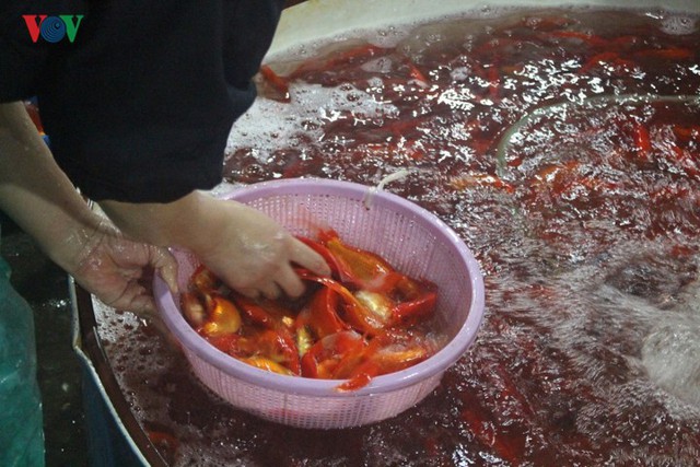 Chợ cá lớn nhất Hà Nội nhộn nhịp trước lễ ông Công ông Táo - Ảnh 1.