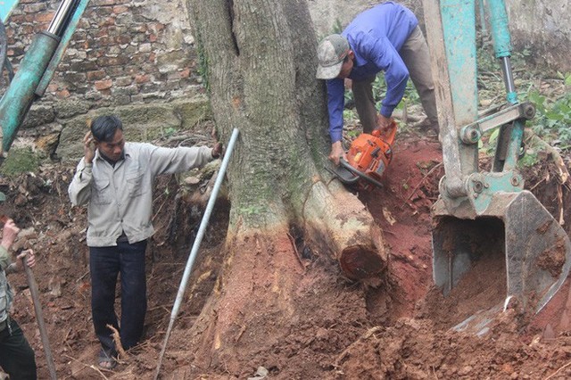 Chặt cây sưa trăm tỷ ở Hà Nội: Chẻ đôi khúc rễ, dân làng mất ngay chục tấn thóc - Ảnh 2.