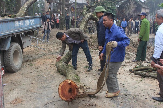  Đang chặt cây sưa trăm tỷ từng gây lùm xùm suốt 8 năm ở Hà Nội - Ảnh 6.