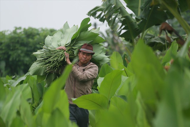 Làng lá dong lâu đời đất Hà thành tất bật trong những ngày cận tết - Ảnh 6.