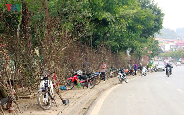  Nhộn nhịp bán mua đào rừng đón Tết ở Sơn La - Ảnh 2.