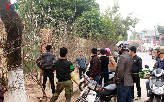  Nhộn nhịp bán mua đào rừng đón Tết ở Sơn La - Ảnh 11.