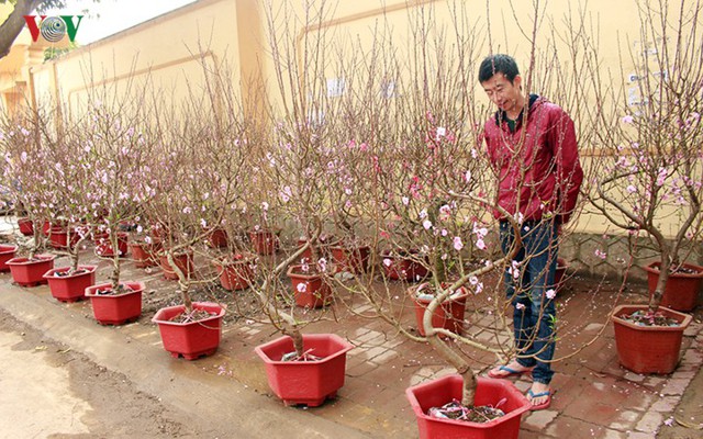  Nhộn nhịp bán mua đào rừng đón Tết ở Sơn La - Ảnh 16.