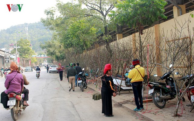  Nhộn nhịp bán mua đào rừng đón Tết ở Sơn La - Ảnh 4.