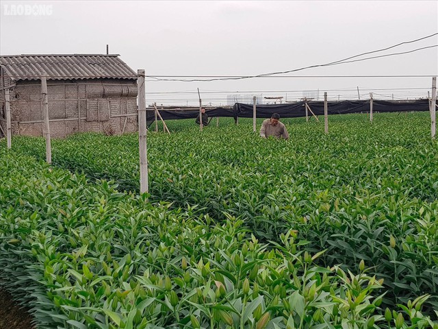 Xuất hiện làng hoa Tây Tựu thứ hai gần Hà Nội - Ảnh 10.