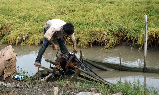 Bắt tôm càng mùa nước rút - Ảnh 1.