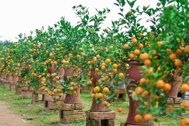 Độc đáo quất bonsai trồng trong bình gốm chơi Tết ở Hà Nội - Ảnh 4.