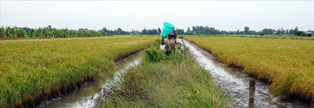 Bắt tôm càng mùa nước rút - Ảnh 5.