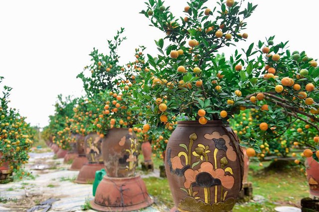 Độc đáo quất bonsai trồng trong bình gốm chơi Tết ở Hà Nội - Ảnh 10.