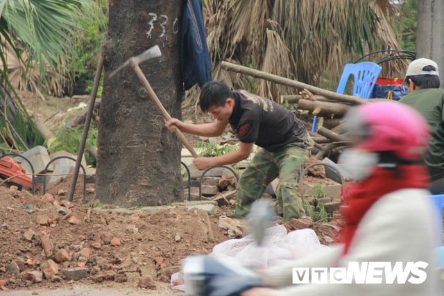 Ảnh: Công nhân gấp rút di dời hơn 400 cây xanh trên phố Thủ đô trước Tết Nguyên đán - Ảnh 3.