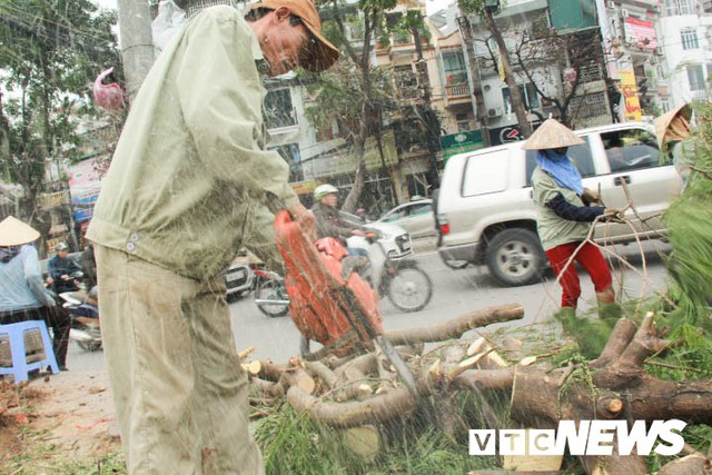 Ảnh: Công nhân gấp rút di dời hơn 400 cây xanh trên phố Thủ đô trước Tết Nguyên đán - Ảnh 4.