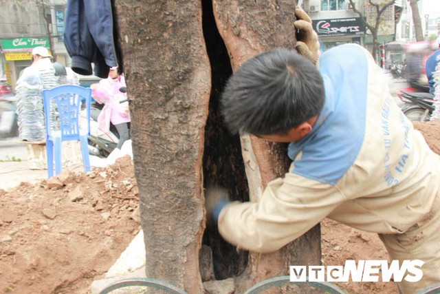 Ảnh: Công nhân gấp rút di dời hơn 400 cây xanh trên phố Thủ đô trước Tết Nguyên đán - Ảnh 5.