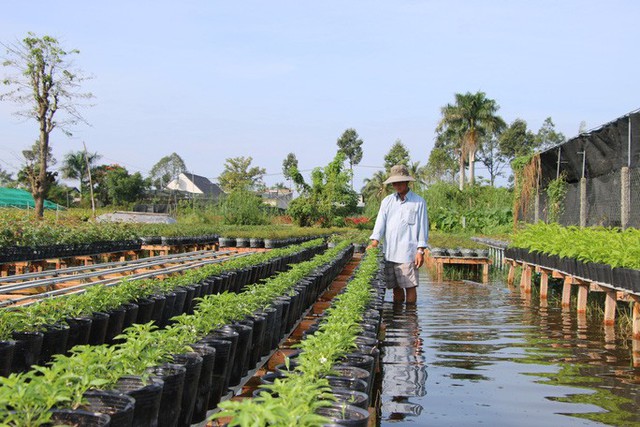 Nông dân đang oằn mình cứu cây ăn trái và hoa kiểng trước triều cường lịch sử - Ảnh 2.