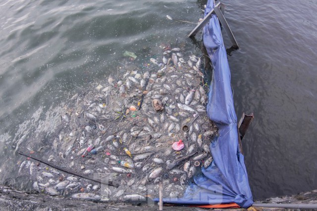 Xuất hiện nhiều cá chết ngoài khu thí điểm thả cá Koi ở Hồ Tây, sông Tô Lịch - Ảnh 2.