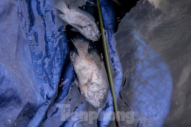 Xuất hiện nhiều cá chết ngoài khu thí điểm thả cá Koi ở Hồ Tây, sông Tô Lịch - Ảnh 4.