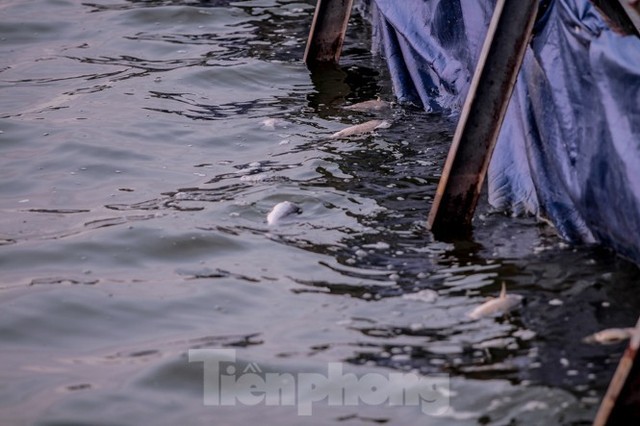 Xuất hiện nhiều cá chết ngoài khu thí điểm thả cá Koi ở Hồ Tây, sông Tô Lịch - Ảnh 5.