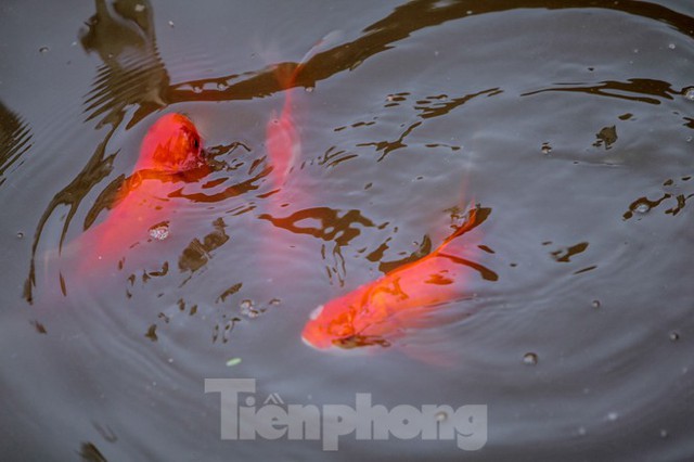 Xuất hiện nhiều cá chết ngoài khu thí điểm thả cá Koi ở Hồ Tây, sông Tô Lịch - Ảnh 8.