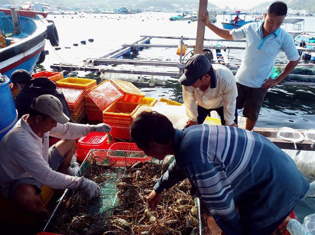 Giá tôm hùm thương phẩm tăng 100.000-300.000 đ/kg - Ảnh 1.