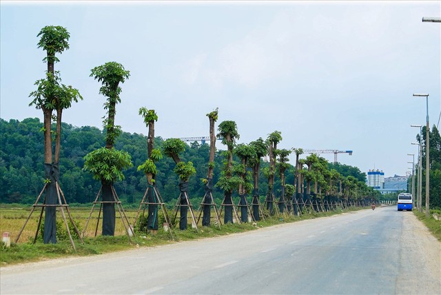 Hàng hoa sữa chuyển từ hồ Tây lên bãi rác Nam Sơn thay đổi khác lạ - Ảnh 1.