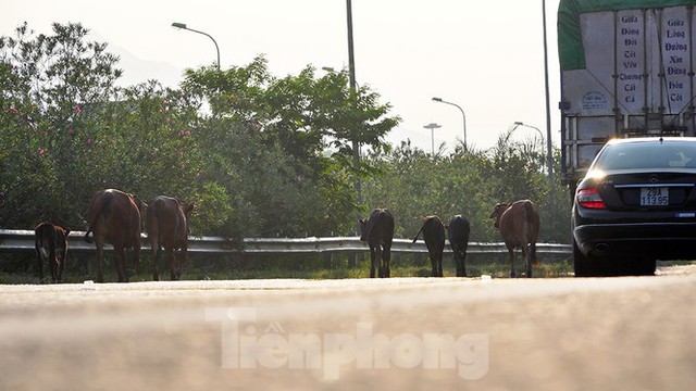 Đàn bò trên đại lộ Thăng Long uy hiếp an toàn giao thông - Ảnh 2.