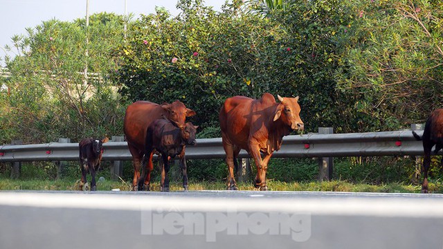 Đàn bò trên đại lộ Thăng Long uy hiếp an toàn giao thông - Ảnh 6.