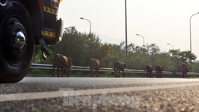 Đàn bò trên đại lộ Thăng Long uy hiếp an toàn giao thông - Ảnh 7.