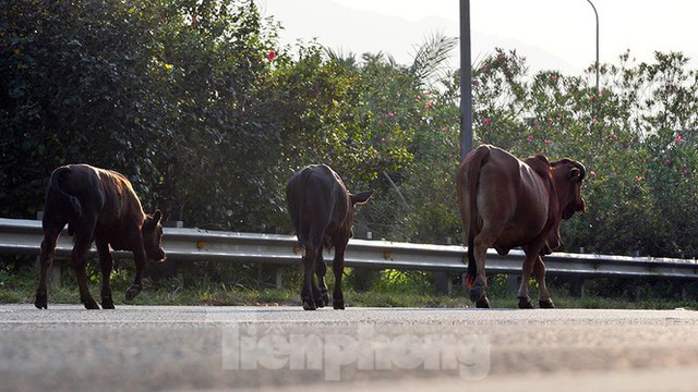 Đàn bò trên đại lộ Thăng Long uy hiếp an toàn giao thông - Ảnh 9.