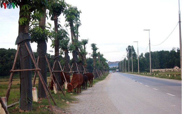 Ảnh: Hoa sữa đánh chuyển từ Hồ Tây bắt đầu tỏa hương cạnh bãi rác Nam Sơn - Ảnh 1.