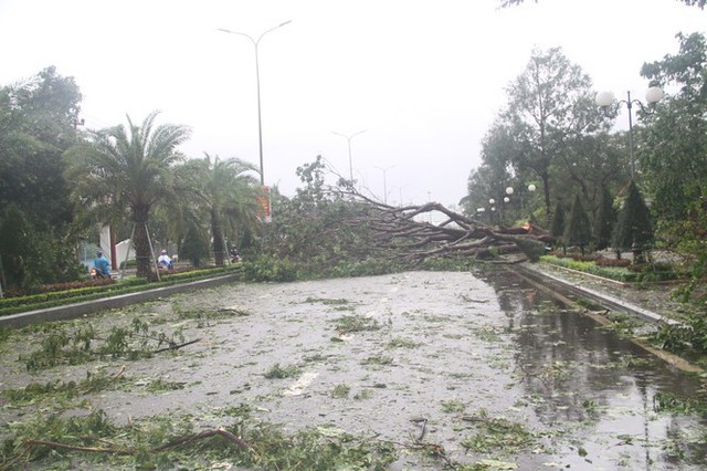 Sau bão số 5, cây cối đổ ngổn ngang, bãi biển Quy Nhơn ngập ngụa rác - Ảnh 3.